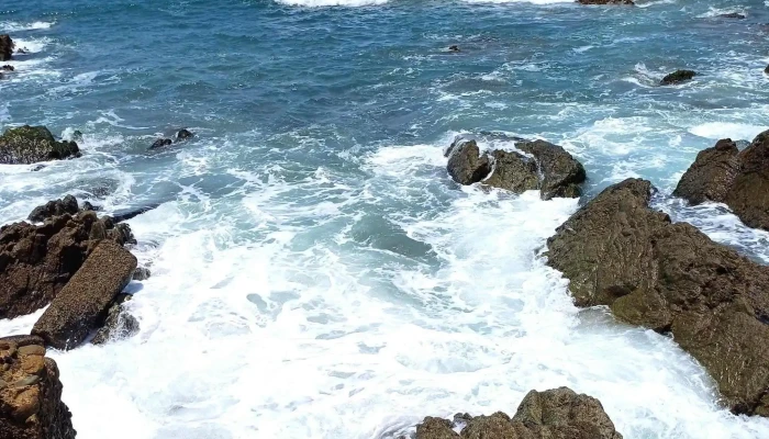 Carpa Olivera -  Fotos - Mazatlán