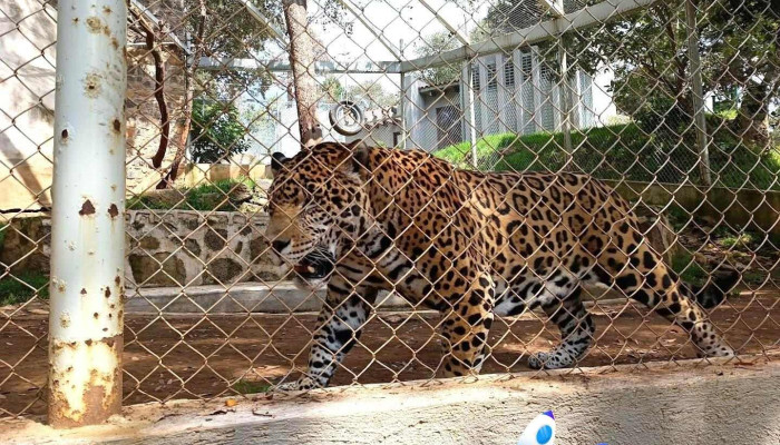 Centro De Conservación De Especies Mexicanas El Ocotal - Timilpan