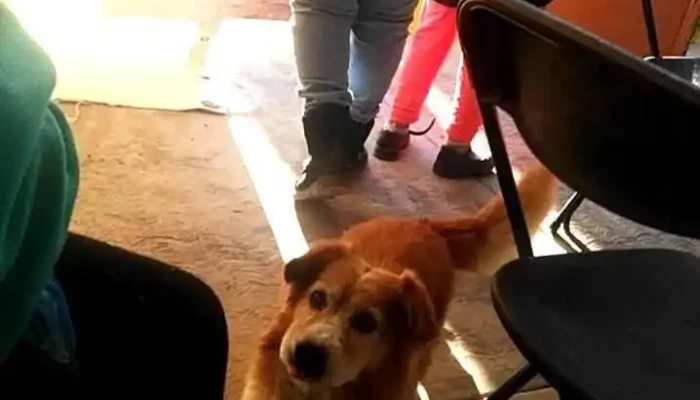 Cometa De Oro -  Videos - Jaltenco