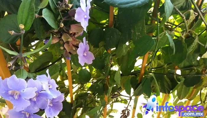 El Rincon De San Agustin Etla De Los Visitantes - San Agustín Etla