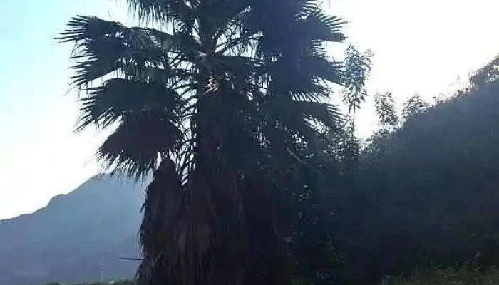Malikualli Complejo Ecoturistico Videos - Malinalco