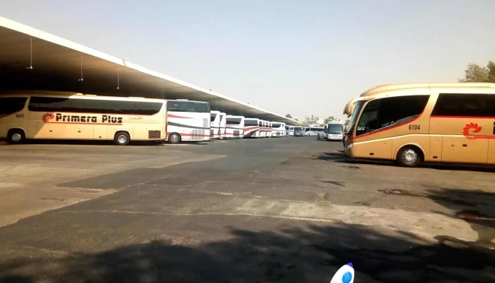 Primera Plus -  Autobus - Álvaro Obregón, Alvaro