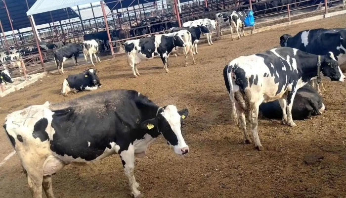 Rancho Fuentezuelas - México