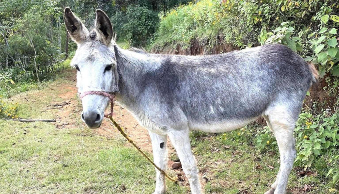 San Andres Paxtlan Como Llegar - San Andrés Paxtlán