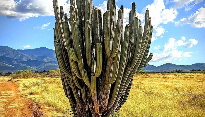 San Jose Del Progreso Montana - San José del Progreso