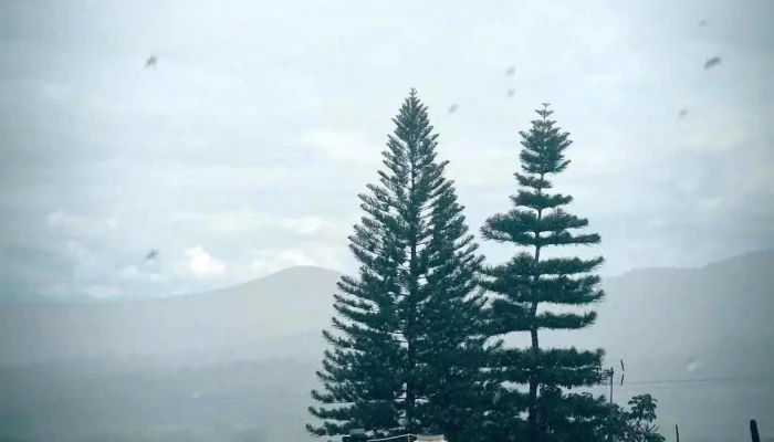 San Martin Lachila Videos - San Martín Lachilá