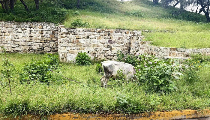 Zona Arqueológica de Reyes Etla - Reyes Etla